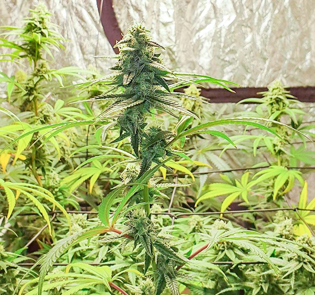 Соцветие Sweet Zkittlez