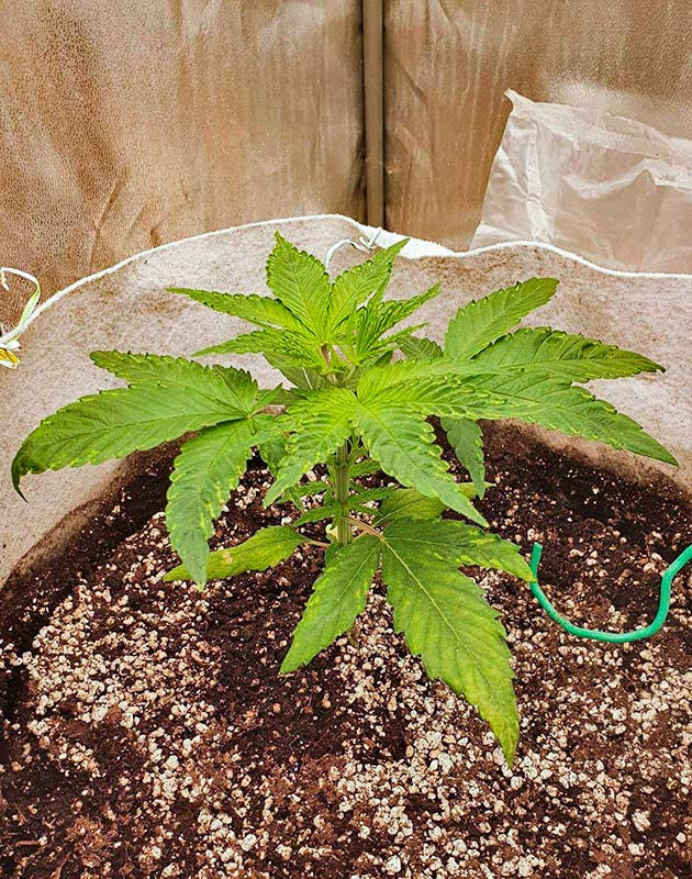 Куст Planet of the Grapes RBX от Ethos Genetics на 3 неделе