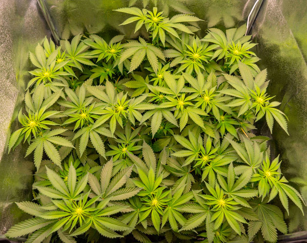 Белые бутоны на верхушке каннабиса