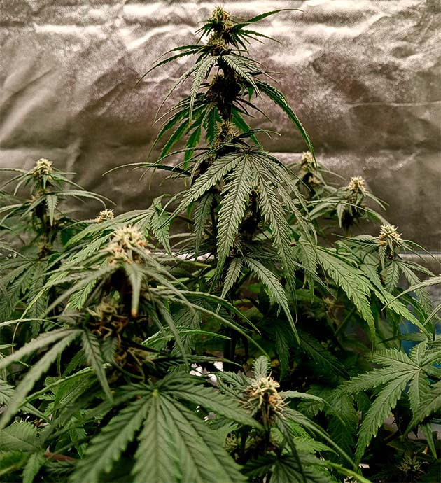 Активное развитие соцветий Куст Florida Sunrise Auto от 7CH American на стадии цветения