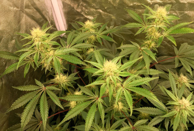 8 неделя выращивания каннабиса