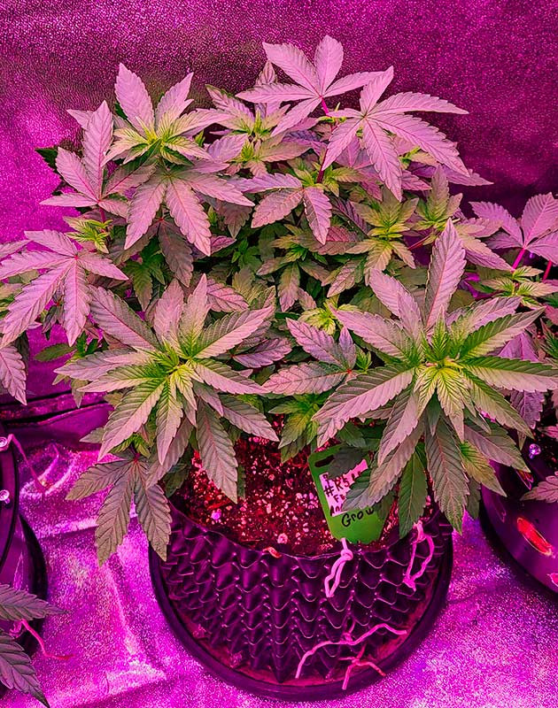 Куст RS11 от 7CH American на 6 неделе выращивания