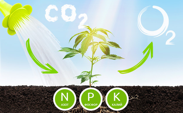 Роль листьев в процессе фотосинтеза Процесс фотосинтеза