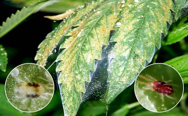 Вред паутинного клеща Листья пораженные паутинным клещом