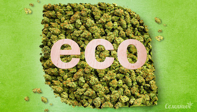 Выращивание экологически чистой марихуаны