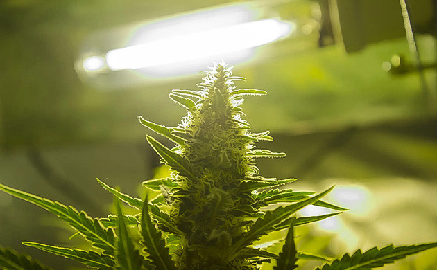 Световой стресс растений каннабиса