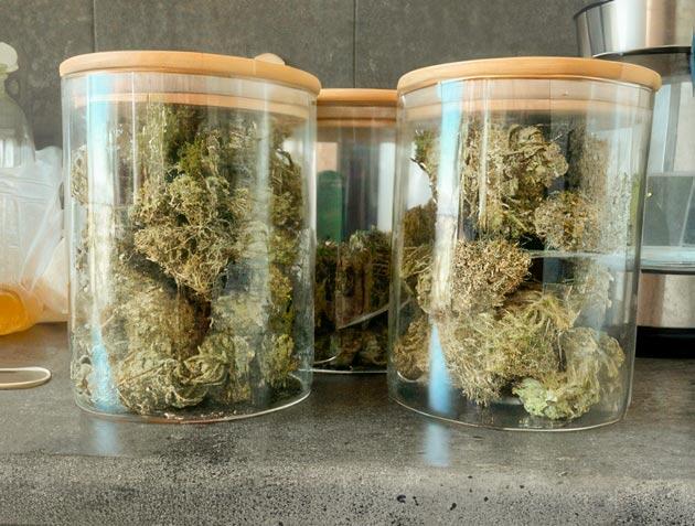 Харвест Dark Phoenix на 21 неделе