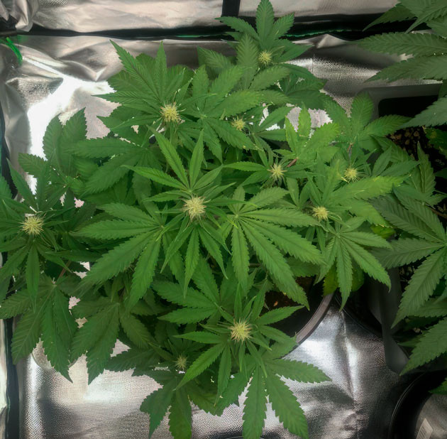 Появление желтых листьев у каннабиса 7 неделя выращивания марихуаны