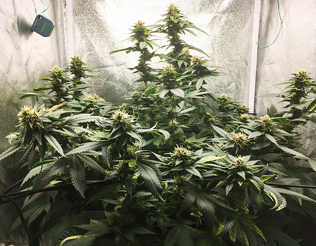 Установка сетки