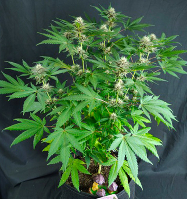 Образование трихом на шишках в 12 неделю 80 сантиметровый куст каннабиса
