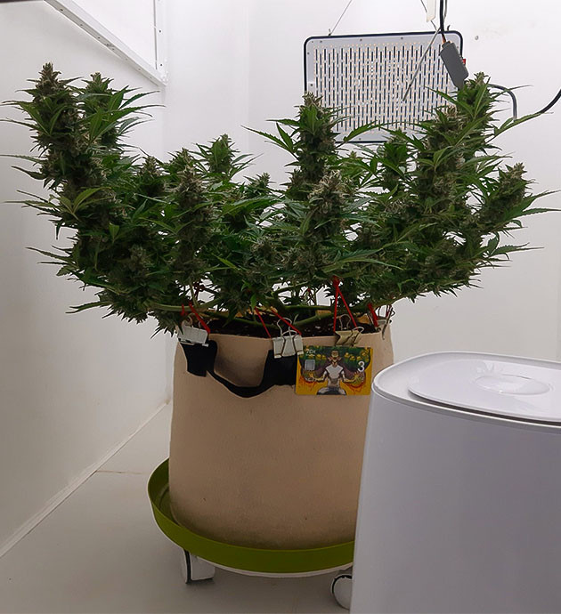 Использование «Рипен» Еженедельное обрызгивание от плесени Bruce Banner Auto