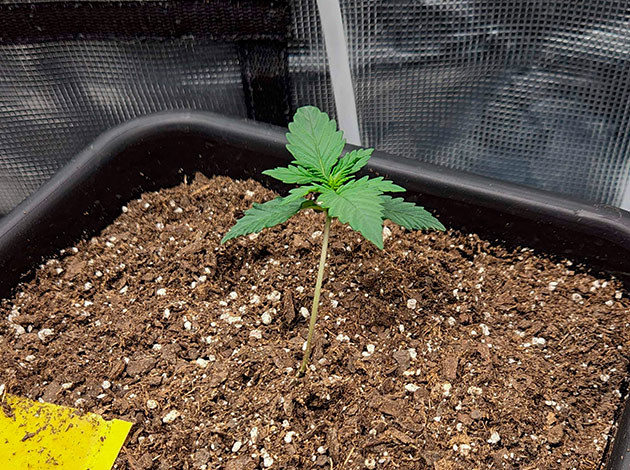 Начало выращивания Gorilla Punch Auto