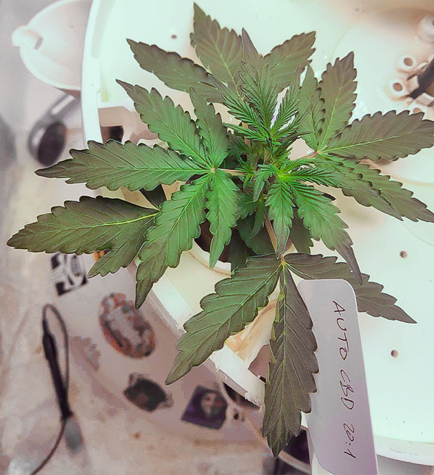 2 неделя выращивания конопли Куст высотой 5 см