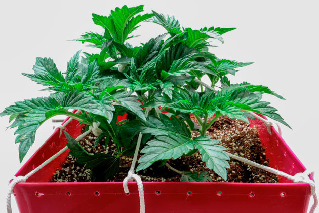 Куст Girl Scout Cookies ростом 14 см