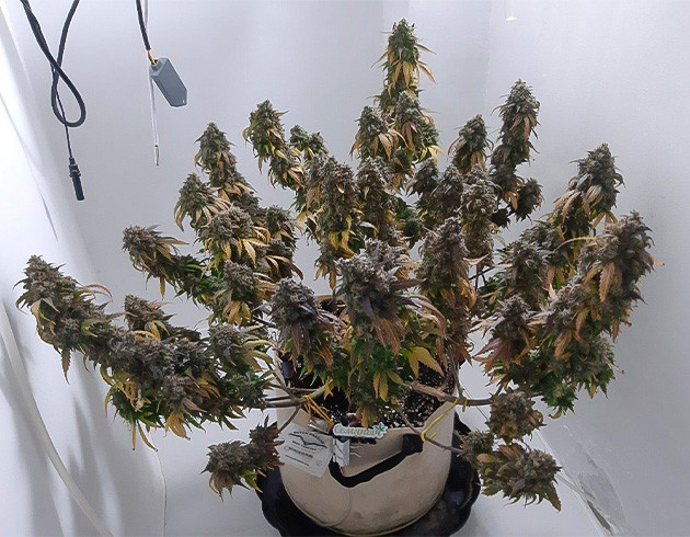 Финальное фото перед срезкой Харвест Critical Orange Punch Auto