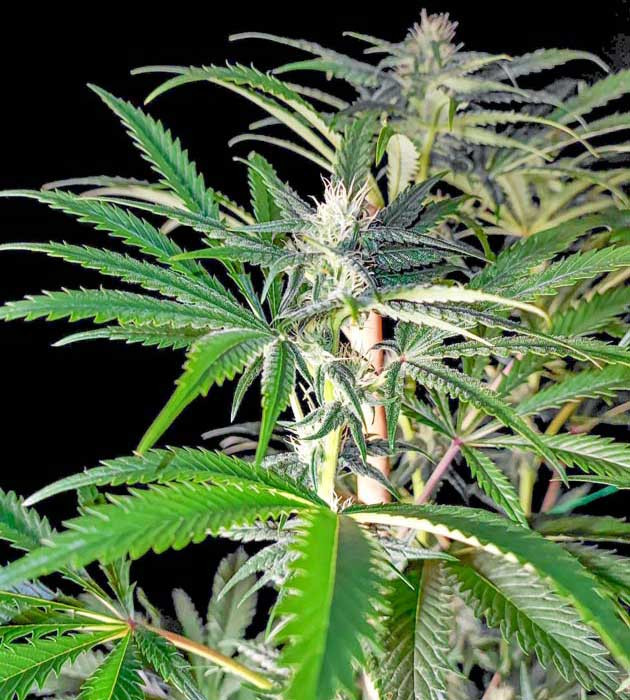 Покрытие растения бархатистым ковром смолы Lemon Citron Вторая неделя цветения и изменения Lemon Citron