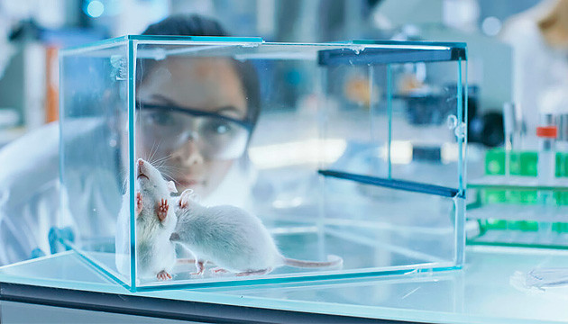 Исследование института Хотчкисса ТГК стимулирует похудение