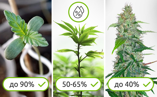 Показатели влажности для конопли сативы Влажность для всех стадий выращивания сативы