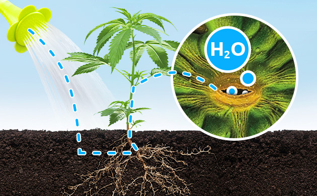 Транспортировка воды Вбираение влаги через корни и листья