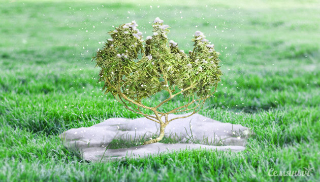 Сорта конопли с морозными соцветиями Заснеженный куст конопли