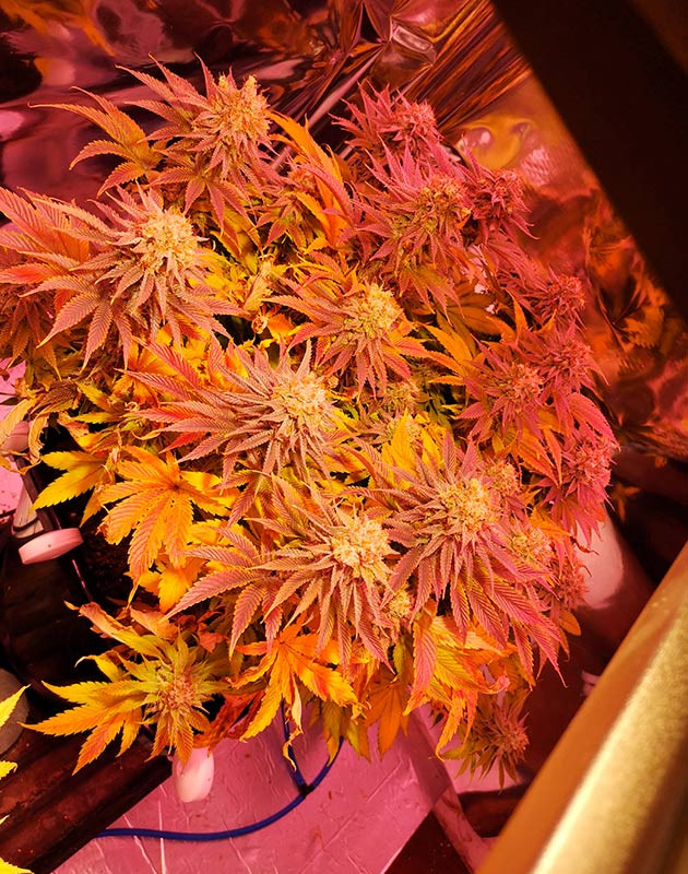 Куст конопли пурпурно-фиолетового цвета