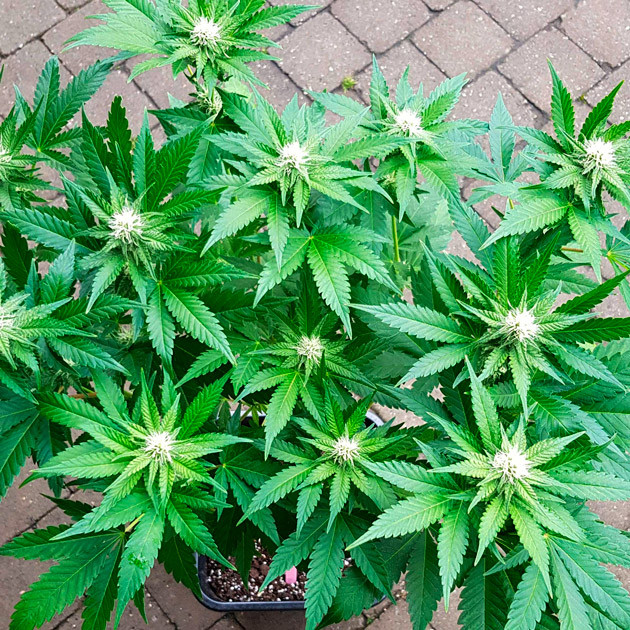 Куст Royal Gorilla с соцветиями