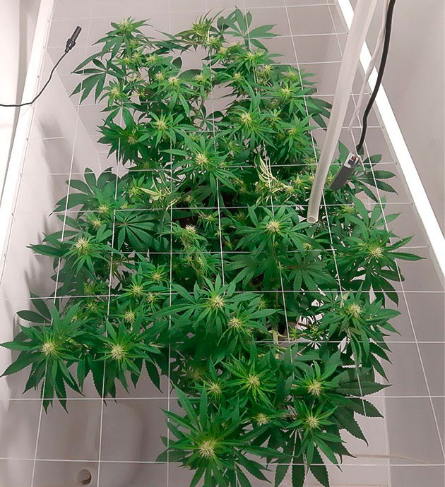 Дефолиация и регулировка ламп на цветении Регулировка питания для Glue Sherbet