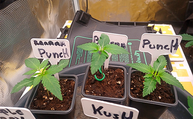 Прорастание семян Banana Punch: Первые шаги