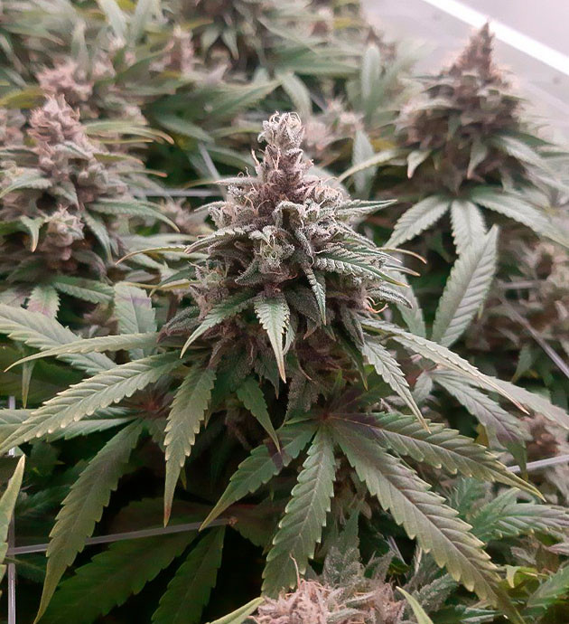 Завершение цветения Glue Sherbet Подготовка к харвесту конопли Glue Sherbet