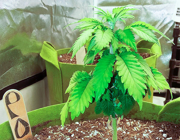 Куст марихуаны Pineapple Chunk