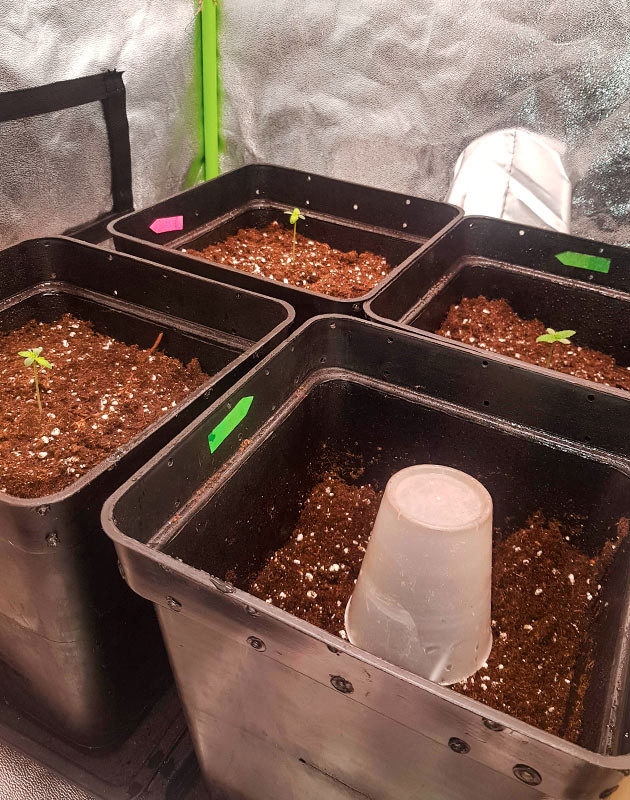 Гроурепорт сорта Skywalker Haze