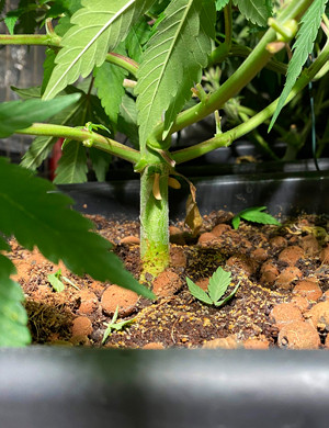 Дефолиация и лолипоппинг еа восьмой неделе Обрезка нижних листьев