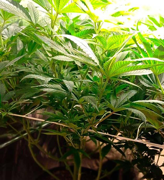 Куст Jealousy Kush от Seedkeepers ростом 67 см