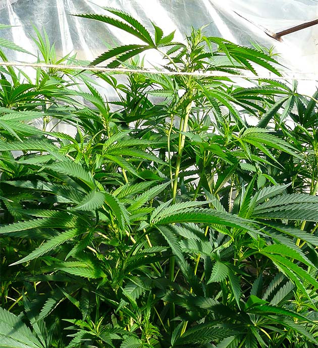 Добавление Pro Bloom: питание