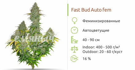 Fast Bud Auto от Sweet Seeds