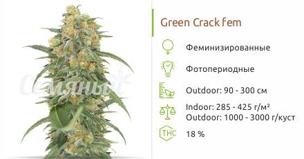 Сорт конопли Green Crack Green Crack fem (Humboldt Seeds)