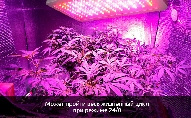 Режим темноты для автоцветов