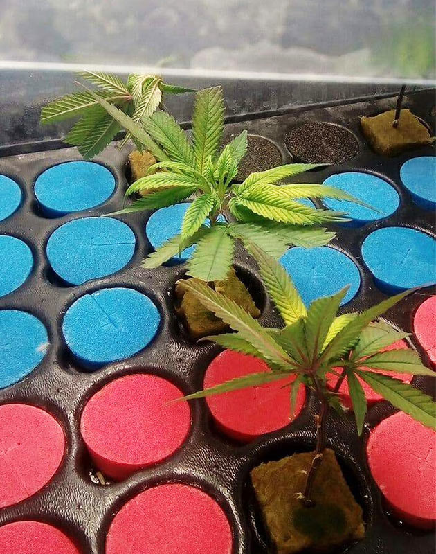 Клоны в минеральной вате