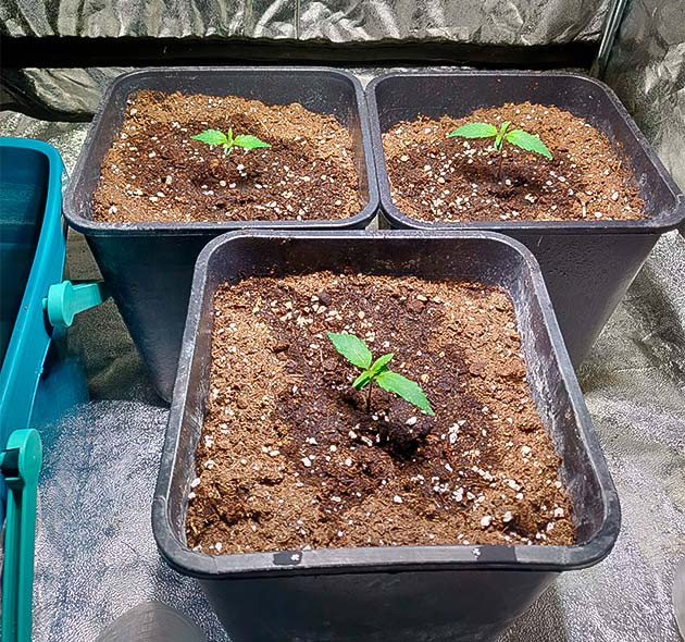 Проращивание семян конопли Zkittlez Auto Проращивание Zkittlez Auto