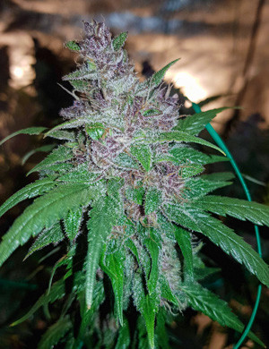 Мощная шишка марихуаны