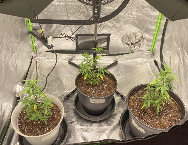 Blueberry Muffin: улучшение условий