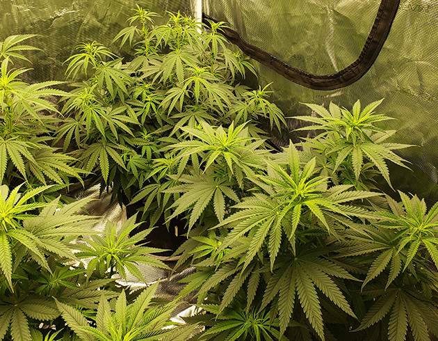 Перевод растений на стадию цветения Появление точек роста соцветий