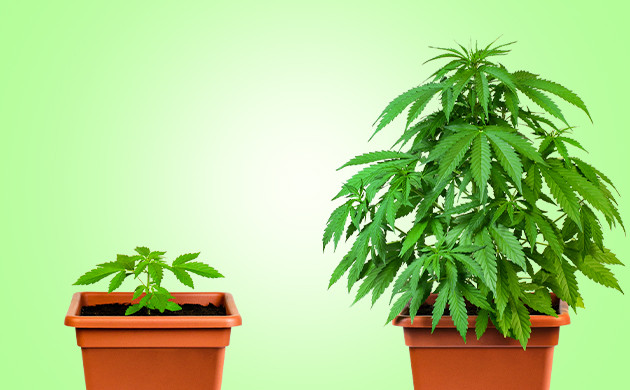 Большой и маленький куст