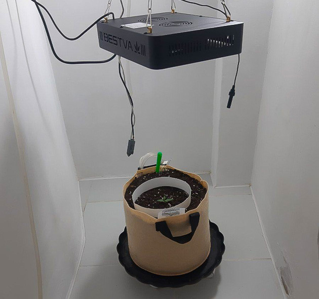 Влажность и температура в боксе Удобрение для Critical Orange Punch Auto