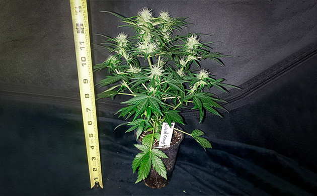 Миниатюрный куст с маленькими шишками