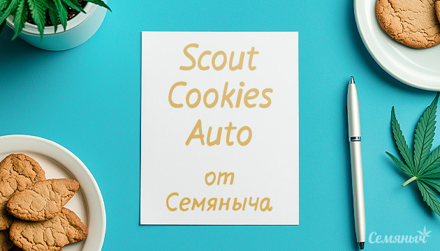 Гроурепорт сорта марихуаны Scout Cookies auto от Семяныча