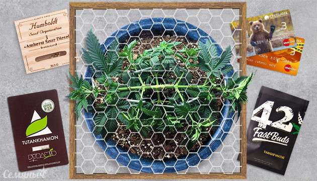 Подборка сортов конопли для LST ScrOG