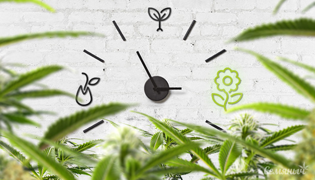 Как цветет автоцвет