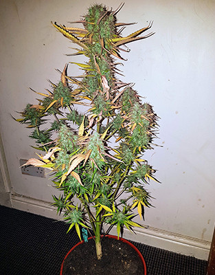 Марихуана сорта Crime Caramel Auto от Семяныча