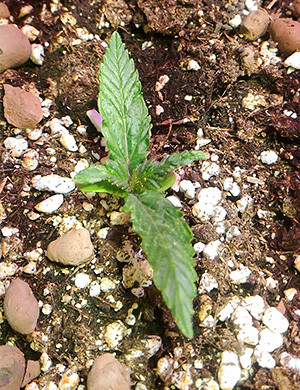 Первая неделя вегетации Появление второй пары листьев